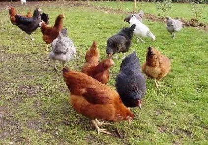 【给你的生活加点蜜】幸福农庄原箱蜜、走地鸡和鸡蛋最后一次返场！