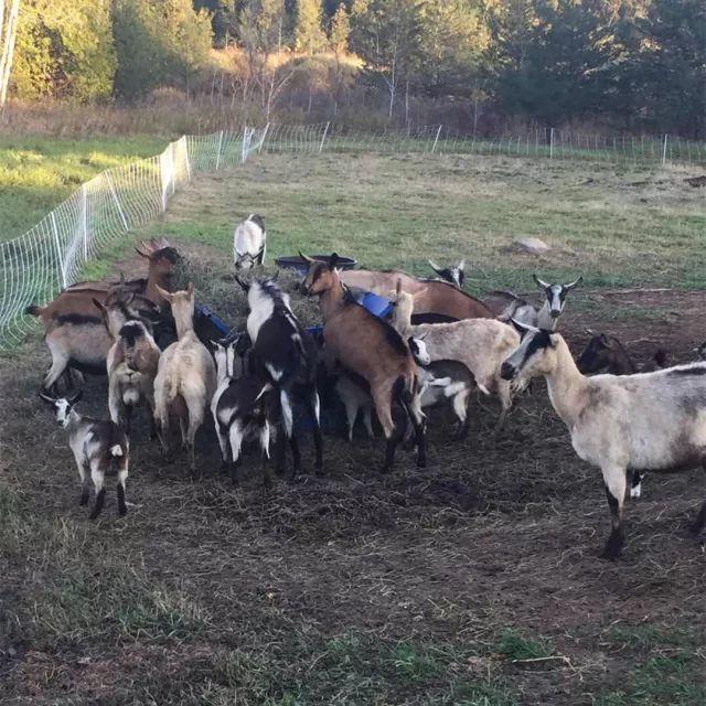 【幸福农庄喜气羊羊最牛团】新鲜牛羊肉火热开团!吃大肉!过大年! 【幸福农庄喜气羊羊最牛团】新鲜牛羊肉火热开团!吃大肉!过大年!