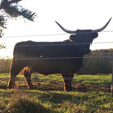 【幸福农庄喜气羊羊最牛团】新鲜牛羊肉火热开团!吃大肉!过大年! 【幸福农庄喜气羊羊最牛团】新鲜牛羊肉火热开团!吃大肉!过大年!