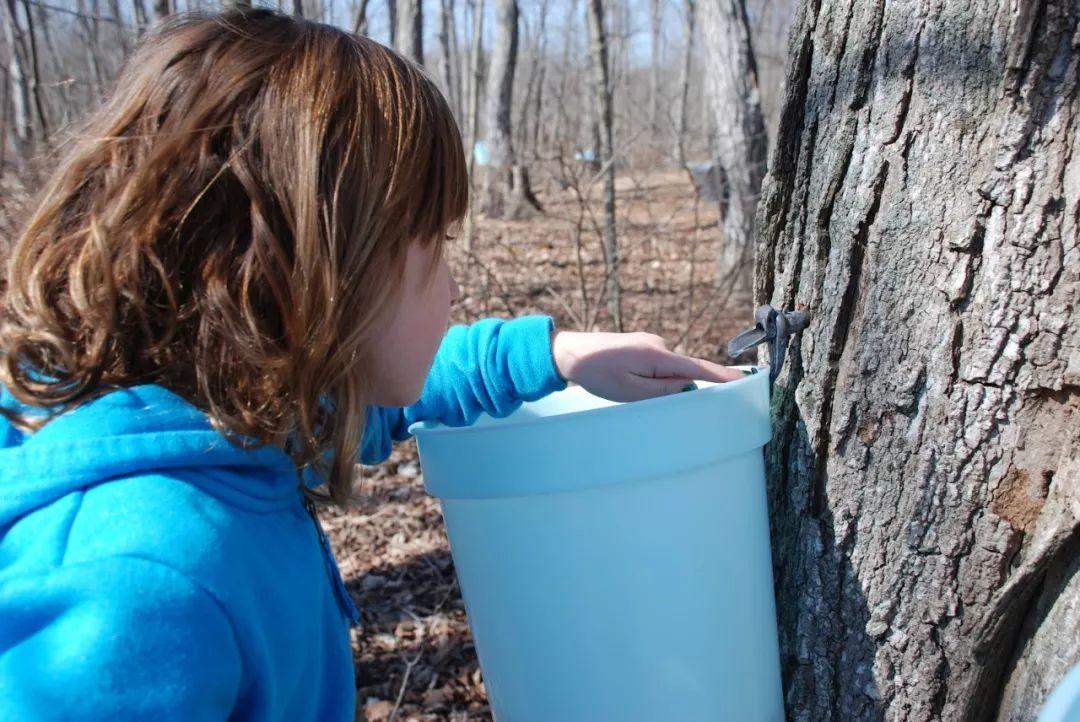 多伦多2018枫糖节来了：坐马车吃煎饼采枫糖必去的10个农场