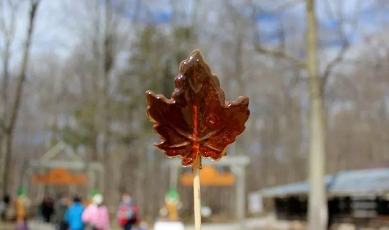 多伦多2018枫糖节来了：坐马车吃煎饼采枫糖必去的10个农场