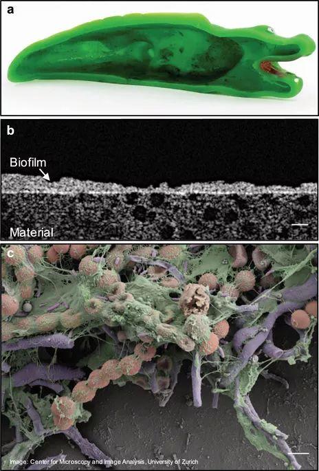 Yucky ducky? 孩子洗澡玩的小黄鸭在暗搓搓地发霉，你却不知道！
