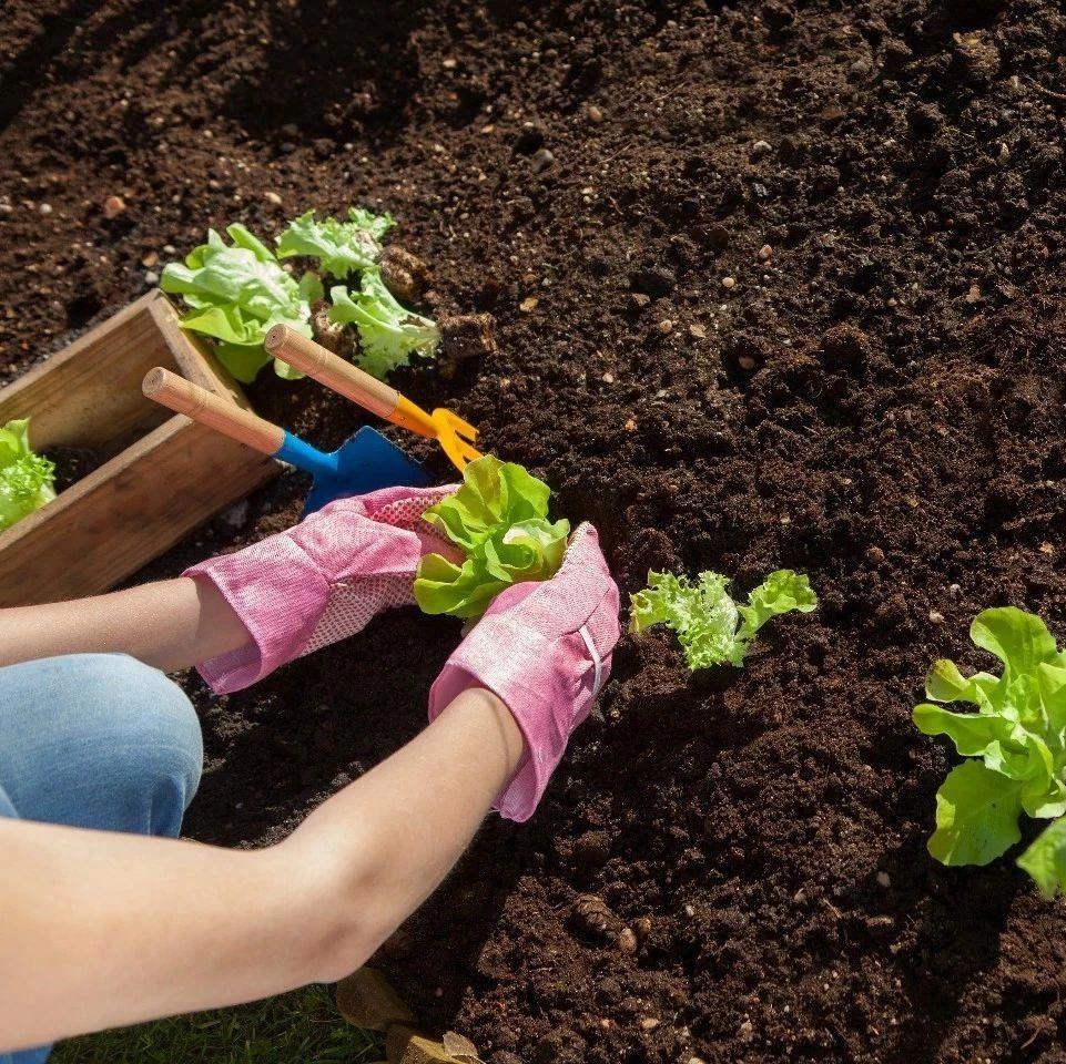 种花种菜的各种 土 了解一下 没用对你家园子秃一年 多伦多妈妈部落