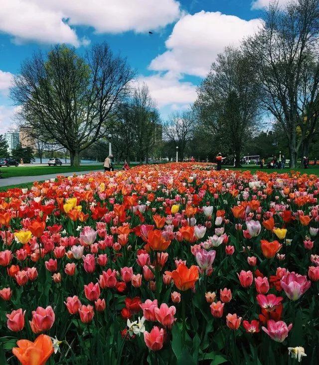 渥太华郁金香节游玩全攻略：春风十里就差你！组个团，约不约？