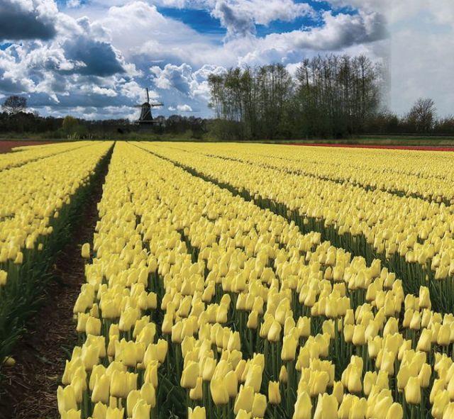 渥太华郁金香节游玩全攻略：春风十里就差你！组个团，约不约？