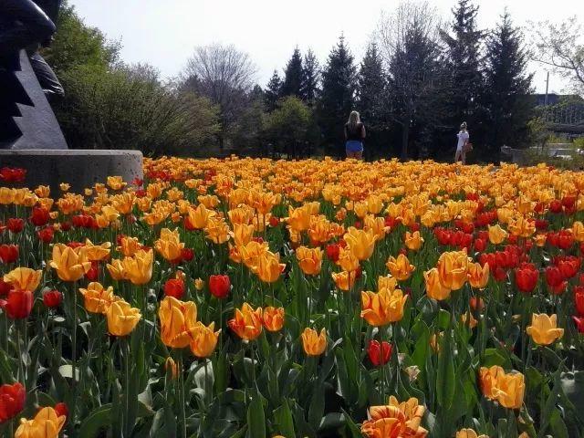 渥太华郁金香节游玩全攻略：春风十里就差你！组个团，约不约？