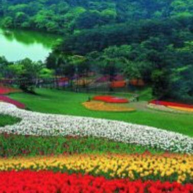 渥太华郁金香节游玩全攻略：春风十里就差你！组个团，约不约？