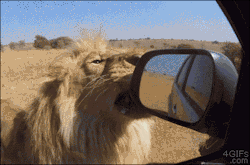 超省钱购票秘籍！野生动物园African Lion Safari今天开园！