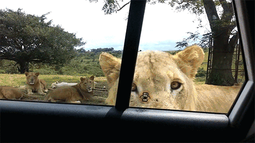 超省钱购票秘籍！野生动物园African Lion Safari今天开园！
