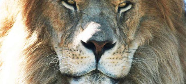 超省钱购票秘籍！野生动物园African Lion Safari今天开园！