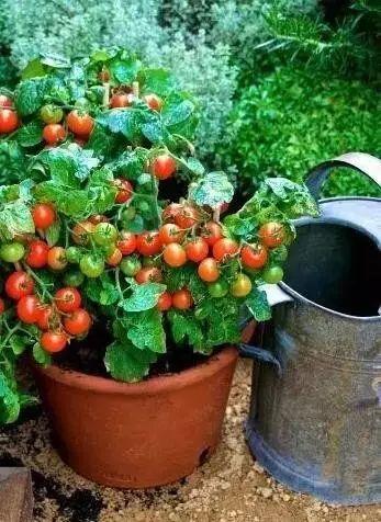 听说买了个番茄切成片埋土里,然后就有吃也吃不完的... 听说买了个番茄切成片埋土里,然后就有吃也吃不完的...