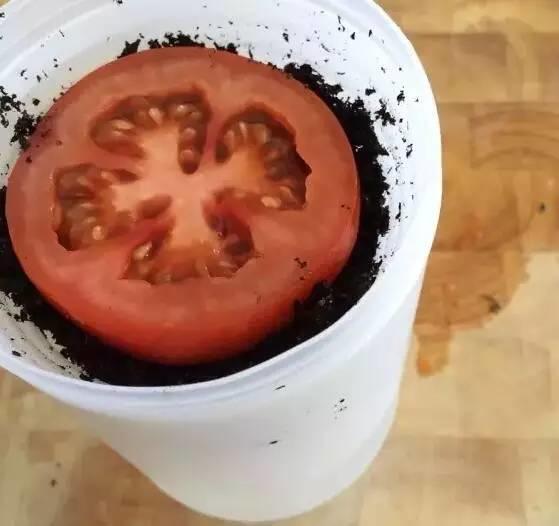 听说买了个番茄切成片埋土里,然后就有吃也吃不完的... 听说买了个番茄切成片埋土里,然后就有吃也吃不完的...