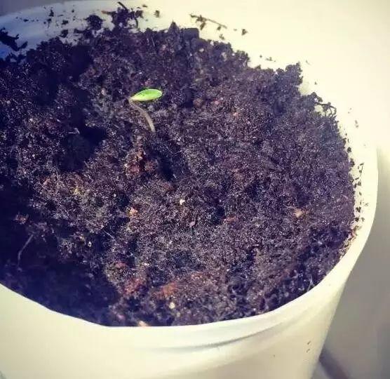 听说买了个番茄切成片埋土里,然后就有吃也吃不完的... 听说买了个番茄切成片埋土里,然后就有吃也吃不完的...