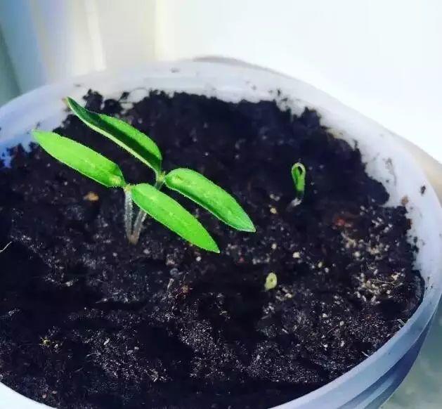 听说买了个番茄切成片埋土里,然后就有吃也吃不完的... 听说买了个番茄切成片埋土里,然后就有吃也吃不完的...