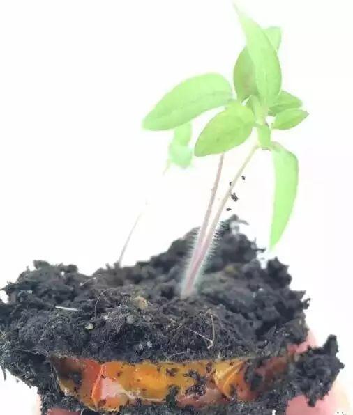 听说买了个番茄切成片埋土里,然后就有吃也吃不完的... 听说买了个番茄切成片埋土里,然后就有吃也吃不完的...