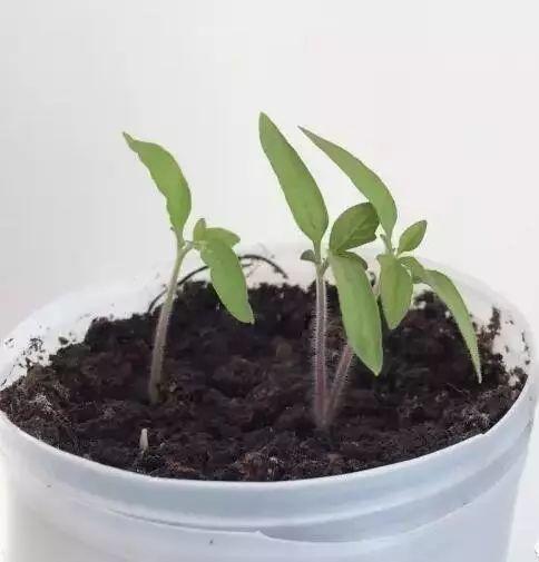 听说买了个番茄切成片埋土里,然后就有吃也吃不完的... 听说买了个番茄切成片埋土里,然后就有吃也吃不完的...