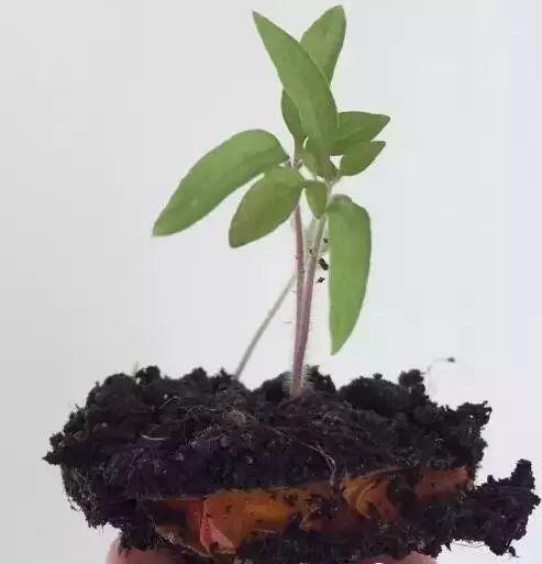 听说买了个番茄切成片埋土里,然后就有吃也吃不完的... 听说买了个番茄切成片埋土里,然后就有吃也吃不完的...