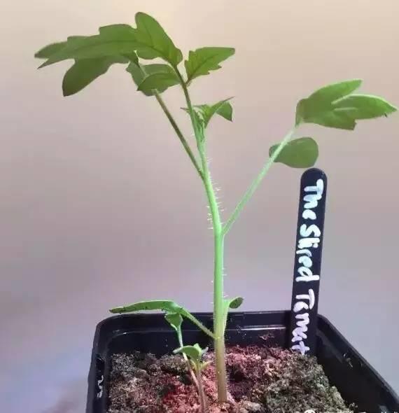 听说买了个番茄切成片埋土里,然后就有吃也吃不完的... 听说买了个番茄切成片埋土里,然后就有吃也吃不完的...