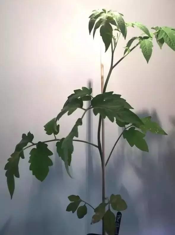 听说买了个番茄切成片埋土里,然后就有吃也吃不完的... 听说买了个番茄切成片埋土里,然后就有吃也吃不完的...