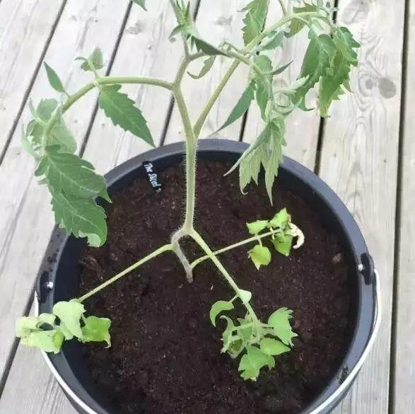 听说买了个番茄切成片埋土里,然后就有吃也吃不完的... 听说买了个番茄切成片埋土里,然后就有吃也吃不完的...