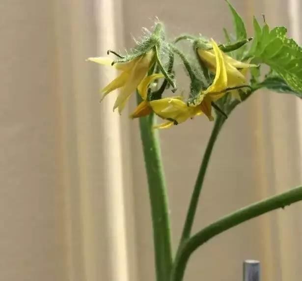 听说买了个番茄切成片埋土里,然后就有吃也吃不完的... 听说买了个番茄切成片埋土里,然后就有吃也吃不完的...