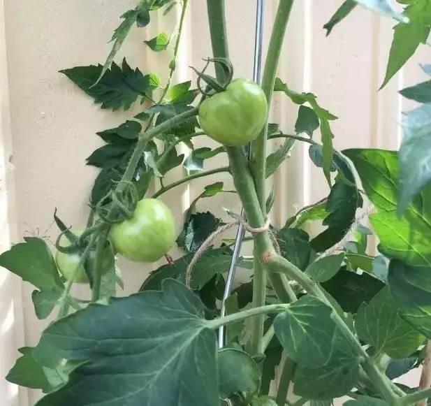 听说买了个番茄切成片埋土里,然后就有吃也吃不完的... 听说买了个番茄切成片埋土里,然后就有吃也吃不完的...