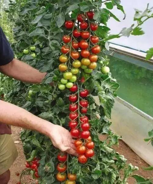 听说买了个番茄切成片埋土里,然后就有吃也吃不完的... 听说买了个番茄切成片埋土里,然后就有吃也吃不完的...