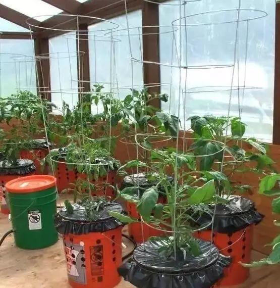 听说买了个番茄切成片埋土里,然后就有吃也吃不完的... 听说买了个番茄切成片埋土里,然后就有吃也吃不完的...