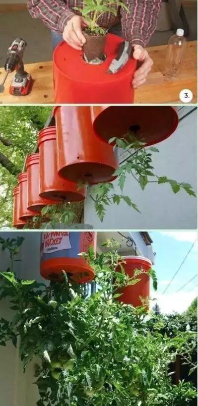 听说买了个番茄切成片埋土里,然后就有吃也吃不完的... 听说买了个番茄切成片埋土里,然后就有吃也吃不完的...