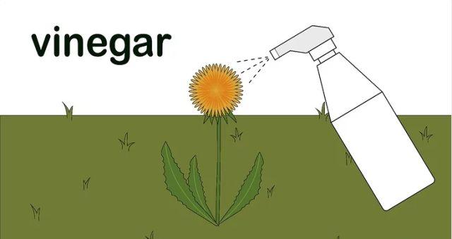 多伦多小黄花又开了！除了挖和吃，还能怎么清除“头号杂草”？