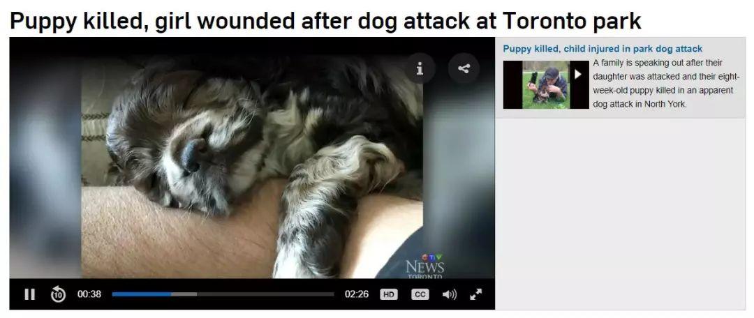 北约克公园恶狗咬伤12岁女孩咬死小狗，多伦多夏季遛狗遛娃守则！