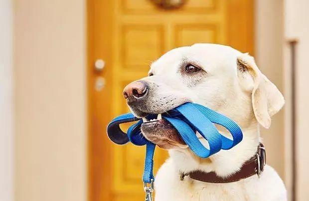 北约克公园恶狗咬伤12岁女孩咬死小狗，多伦多夏季遛狗遛娃守则！