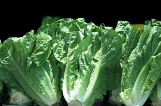 罗马生菜又出事了!已致6人染病1人丧命,煮熟吃也不保险! 罗马生菜又出事了!已致6人染病1人丧命,煮熟吃也不保险!