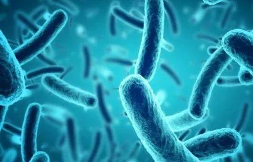 罗马生菜又出事了!已致6人染病1人丧命,煮熟吃也不保险! 罗马生菜又出事了!已致6人染病1人丧命,煮熟吃也不保险!