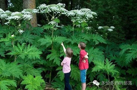 夏天来了，这些花花草草不要碰！因为有！巨！毒！