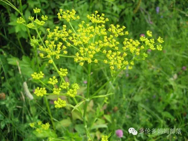 夏天来了，这些花花草草不要碰！因为有！巨！毒！