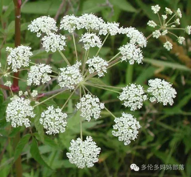 夏天来了，这些花花草草不要碰！因为有！巨！毒！