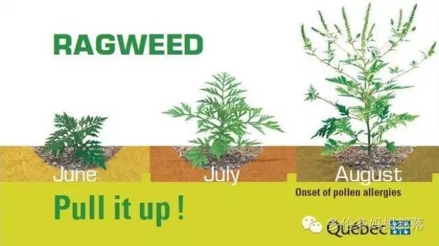 夏天来了，这些花花草草不要碰！因为有！巨！毒！