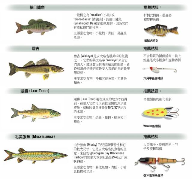 【史上最全】家庭钓鱼周准备来袭，在安省钓鱼你需要知道的事！