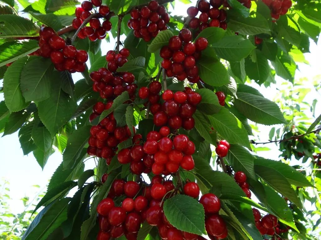 看瀑布摘樱桃：多伦多7月樱桃摘摘乐就去这几个果园