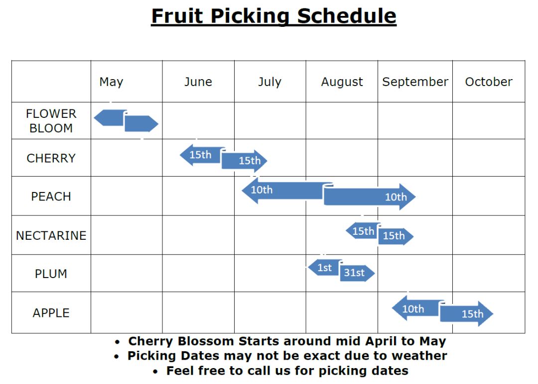 看瀑布摘樱桃：多伦多7月樱桃摘摘乐就去这几个果园