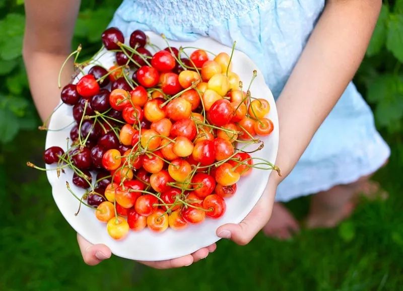 看瀑布摘樱桃：多伦多7月樱桃摘摘乐就去这几个果园