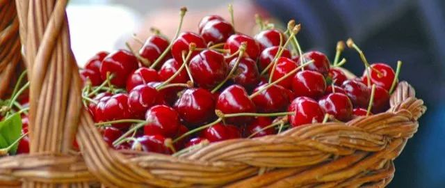 看瀑布摘樱桃：多伦多7月樱桃摘摘乐就去这几个果园