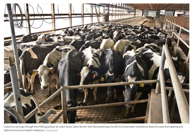 有机牛奶和普通牛奶没区别？！最新研究说你被套路了！