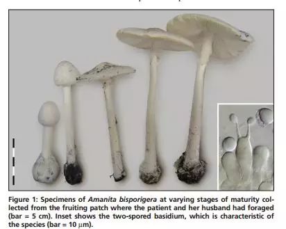 活着不好吗？这些野果野菜野蘑菇真的不能摘了吃！