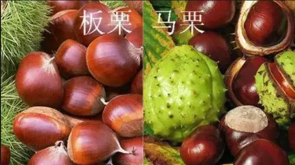 活着不好吗？这些野果野菜野蘑菇真的不能摘了吃！