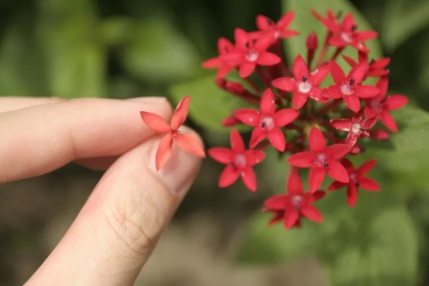 活着不好吗？这些野果野菜野蘑菇真的不能摘了吃！