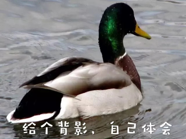 红底小碎花之父乾隆:朕的审美一级棒! 红底小碎花之父乾隆:朕的审美一级棒!