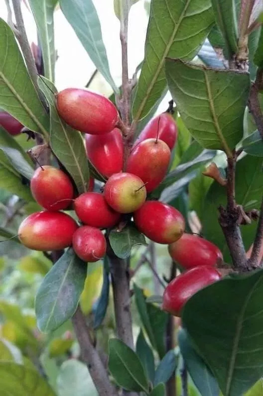 20种罕见的水果,一包辣条赌你认识不超过5种! 20种罕见的水果,一包辣条赌你认识不超过5种!