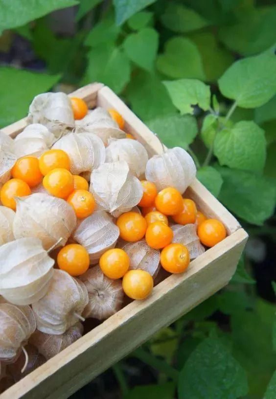 20种罕见的水果,一包辣条赌你认识不超过5种! 20种罕见的水果,一包辣条赌你认识不超过5种!